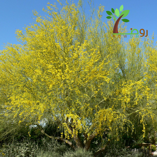 بذور سيرسيديوم