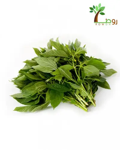بذور الملوخية 