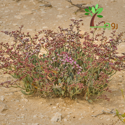 بذور خزامى البحر