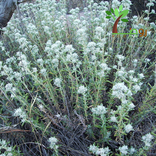 بذور الجعد  