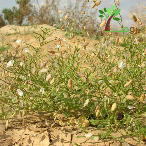 بذور القليقلان