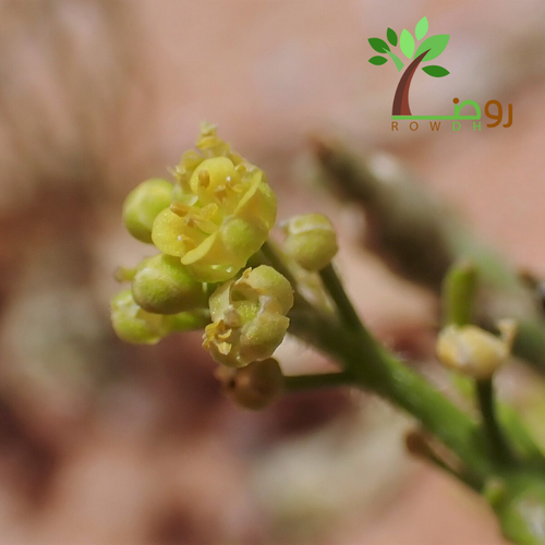 بذور صفار