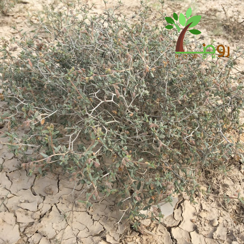 بذور الرقروق