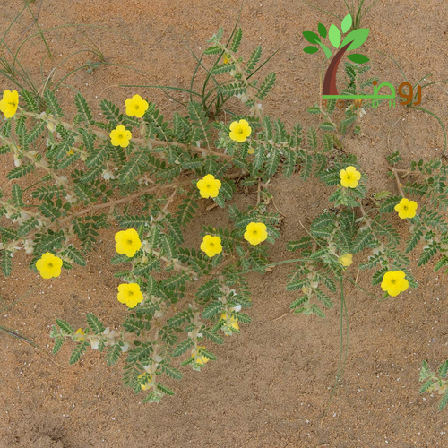 بذور الزهرة الصفراء