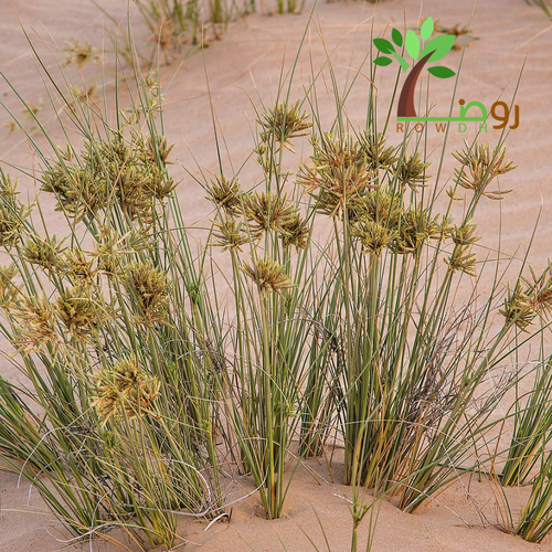 بذور الثندا