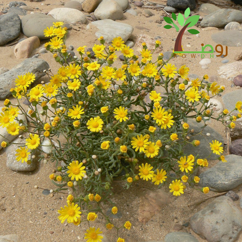بذور الجرجار