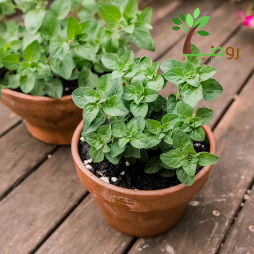 بذور الزعتر اليوناني