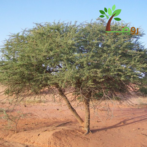 بذور السلم 