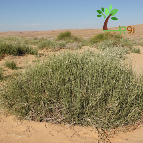 بذور الضعة