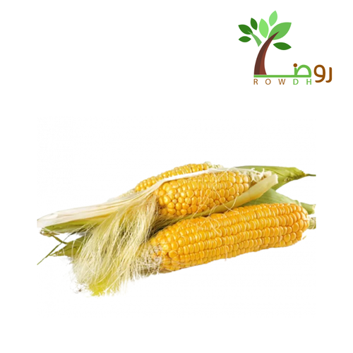 بذور الذرة الصفراء ( هجين )