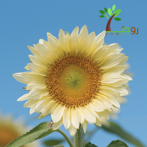 بذور دوار الشمس ابيض