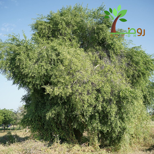 بذور شجرة الأراك