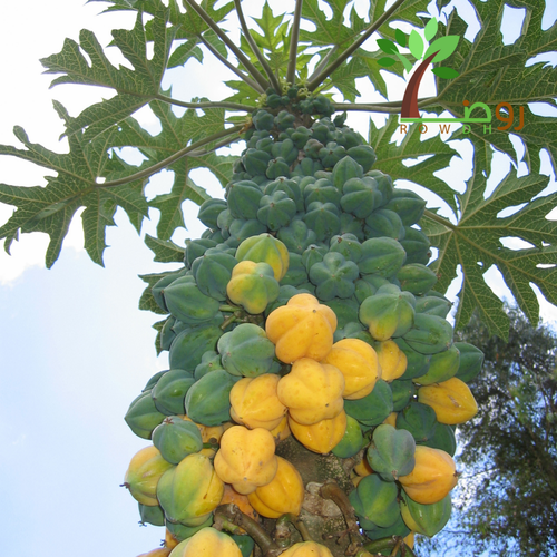بذور البابايا