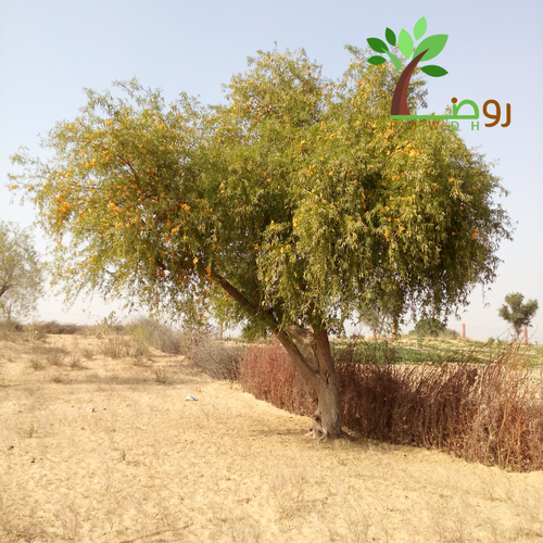 بذور الفرفارة