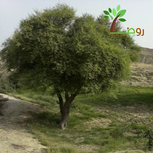 بذور قرض الحجاز