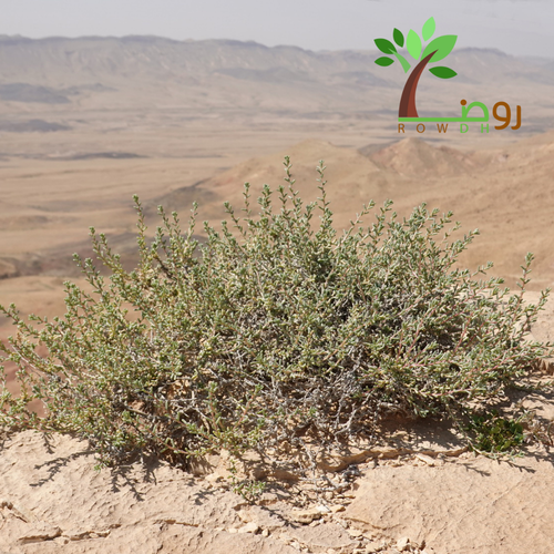 بذور الشعران البرّي 