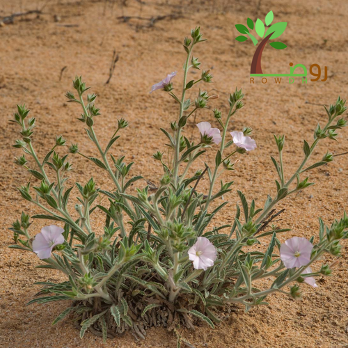 بذور الرخامى