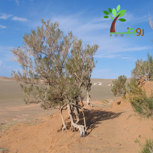 بذور الغضا