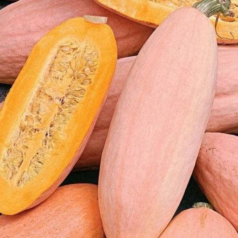 PINK JUMBO BANANA