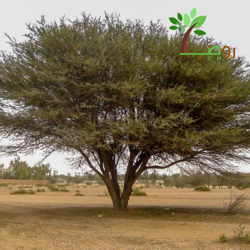 بذور القرض 