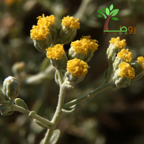 بذور القيصوم 