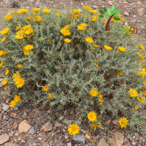 بذور النقد  