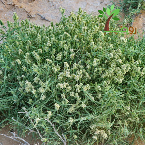 بذور العكرش
