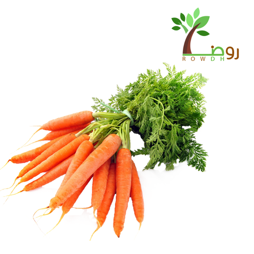 بذور الجزر 