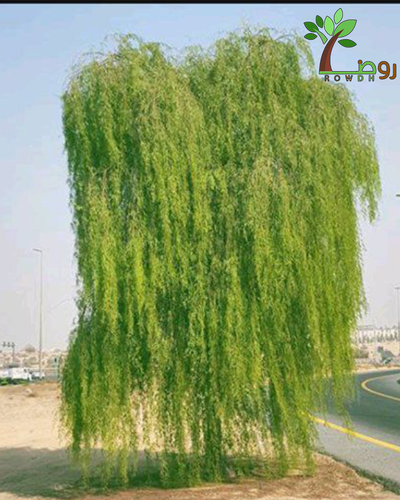 بذور الغاف الخليجي