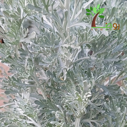بذور البعيثران 