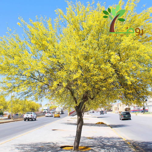 بذور شجرة الباركسونيا