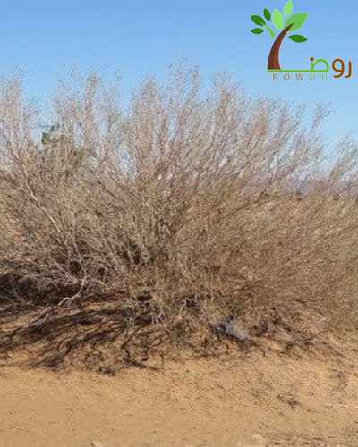بذور الأرطى العملاق 