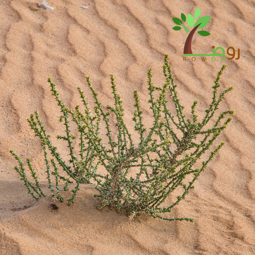 بذور الحاذ