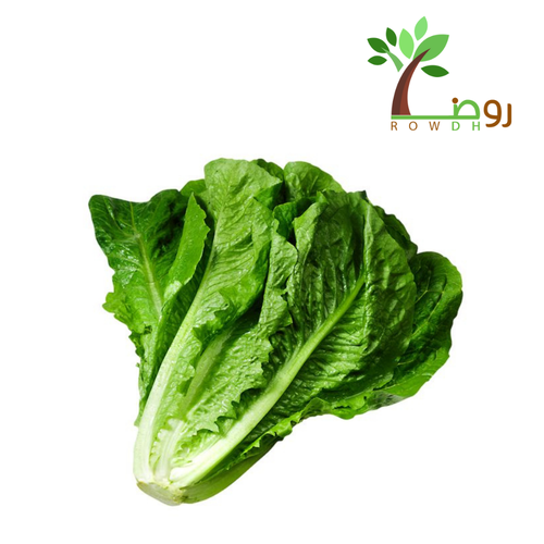 بذور الخس