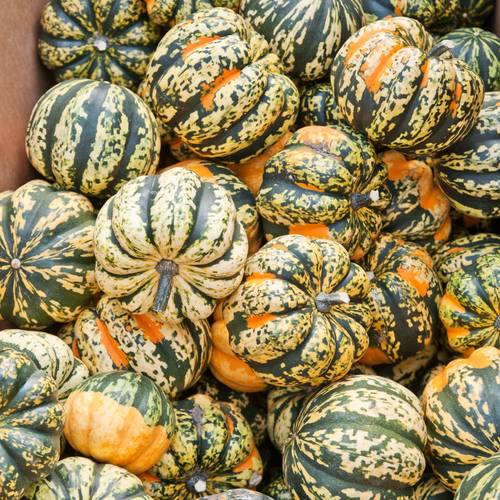 CARNIVAL MIX