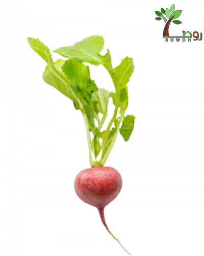 بذور الشمندر 