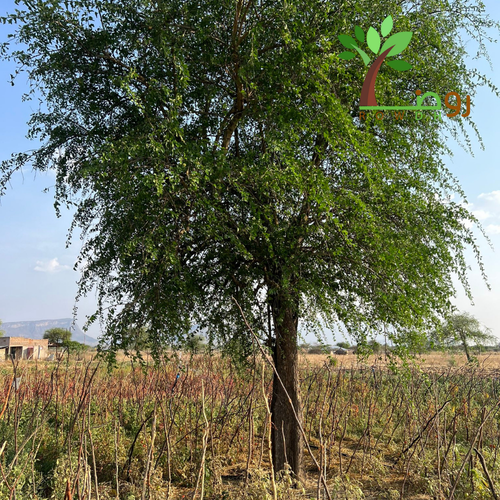 بذور الهجليج