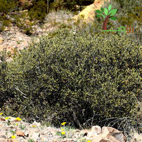 بذور الجوجوبا 