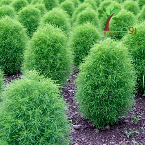 بذور الكوشيا