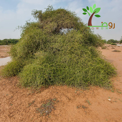  بذور السدر البري
