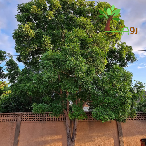 بذور شجرة الكايا