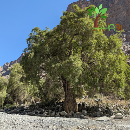 بذور السدر البلدي