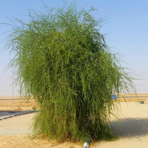 الهجليج