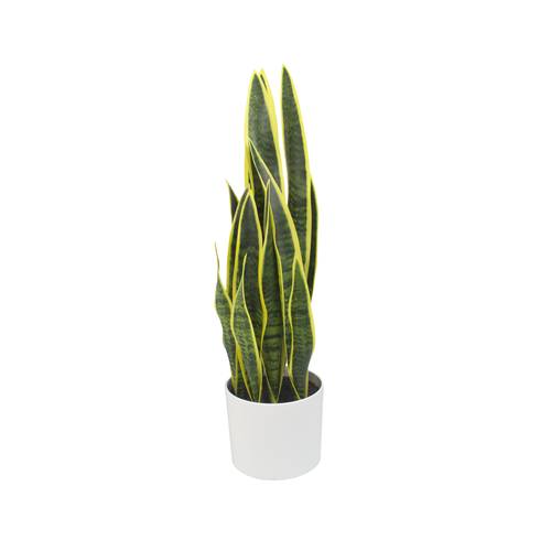 نبتة بونساي صناعية Sansevieria بوعاء بلاستيكي