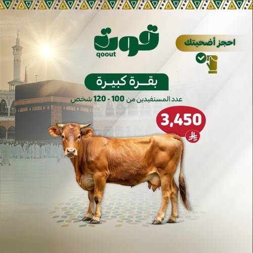 أضحية بقرة كبيرة 