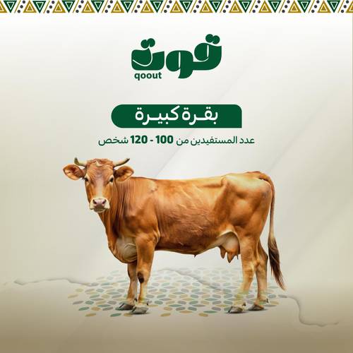 بقرة كبيرة 