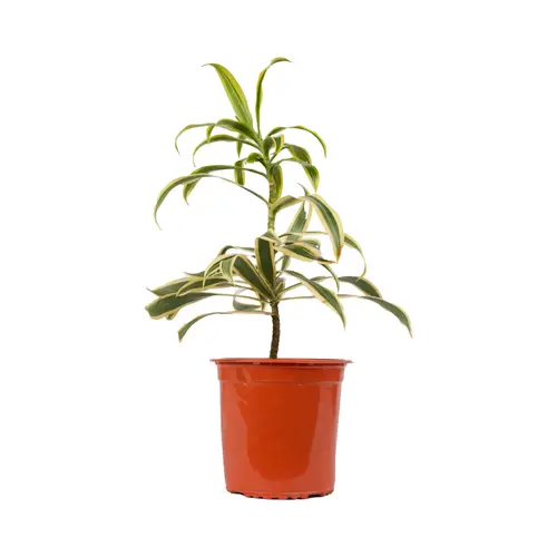 سونج اوف S اصفر