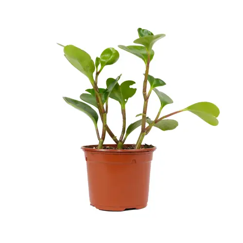 ببروميا صغير