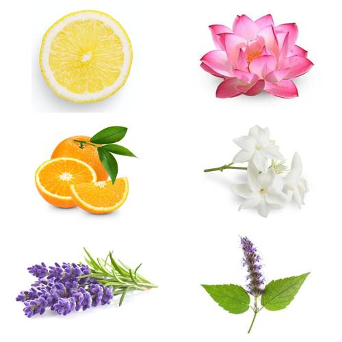 Spectra - They are my fragrance for relaxation 