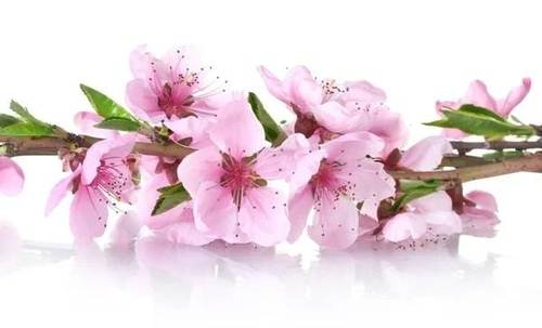 زهر🌸الخوخ🍑دهن طبيعي 